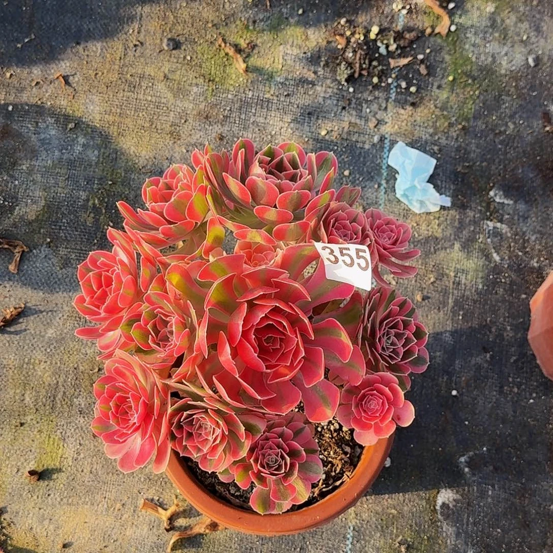 355粉女巫半木质桩