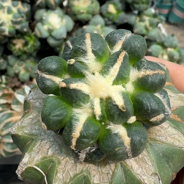 【闪购商品】无花朵葡萄蛋蛋097