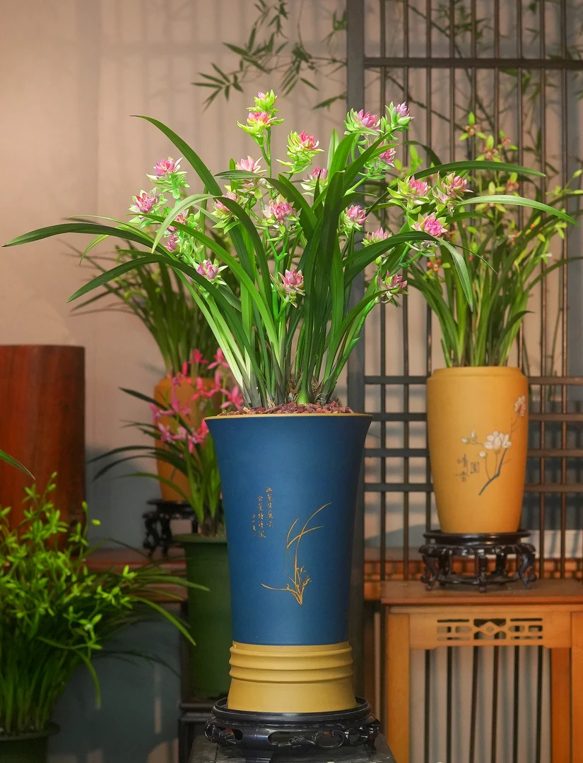 建兰铭品高端蝶瓣花带花苞带湛蓝紫砂盆室内室外好养易活