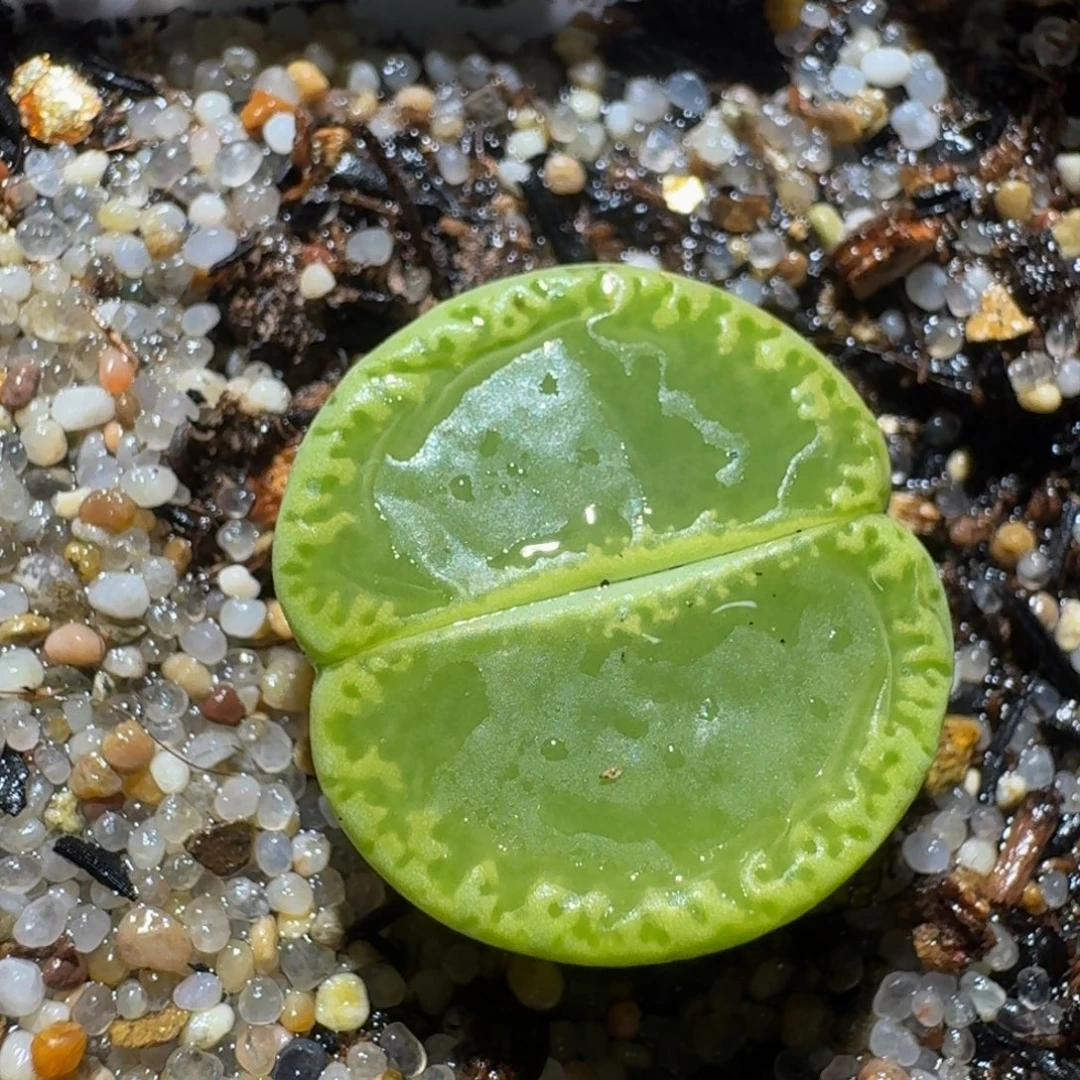 zzzz生石花肉锥1540绿钻