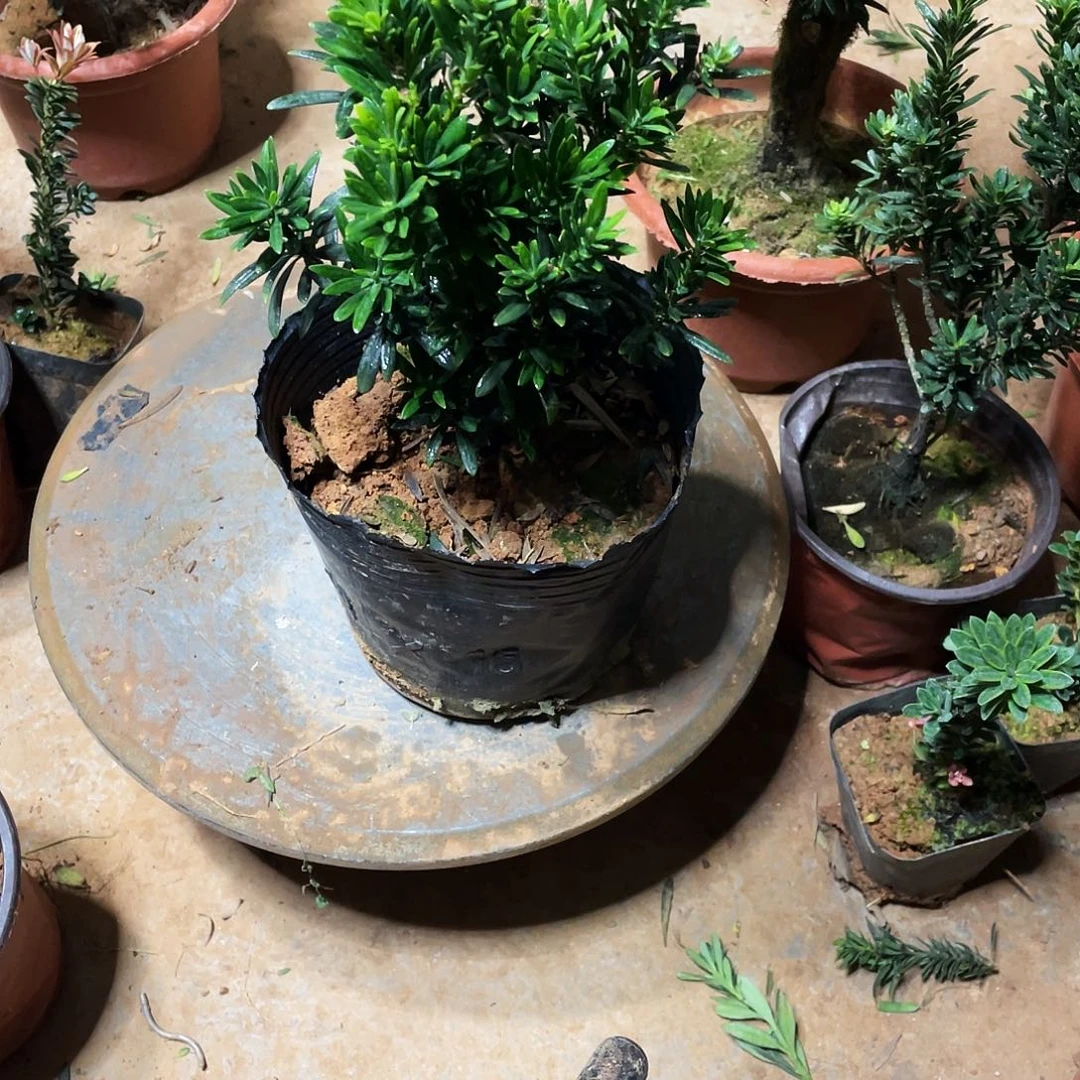 龍***少无花朵罗汉松盆景罗汉松