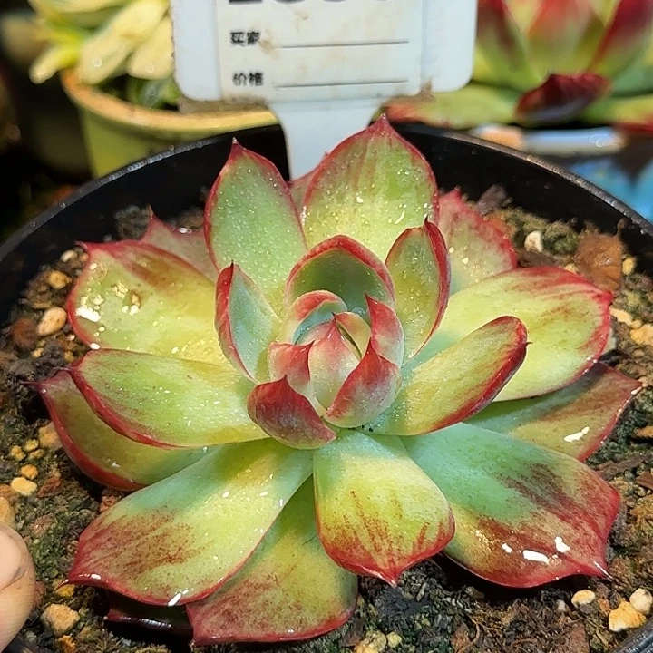 惊鸿一物一拍包装收缩花旱859