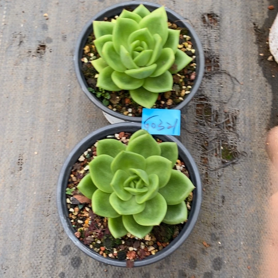 科*多肉植物多肉植物0321两颗