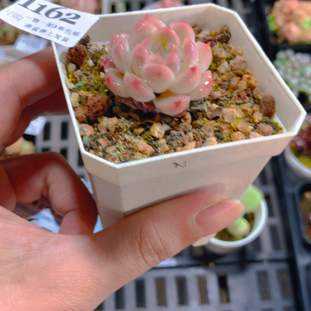 5厘米盆精控多肉1162