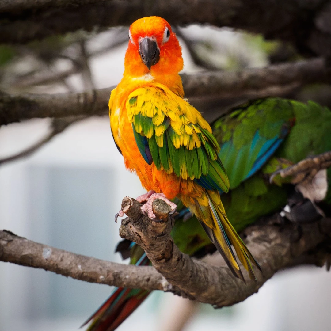 手养亲人精品鹦鹉