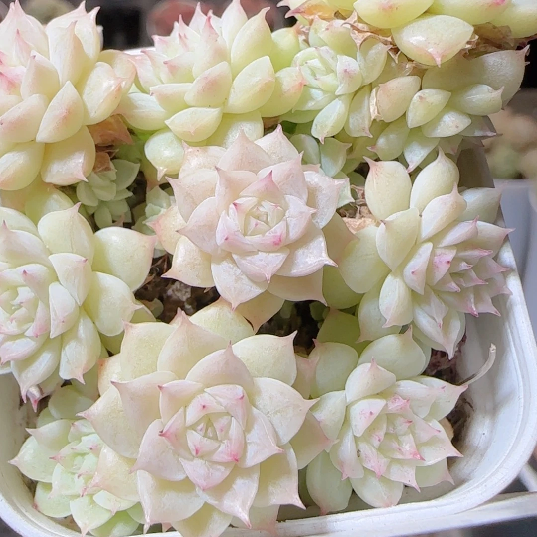 花语多肉1228-94散