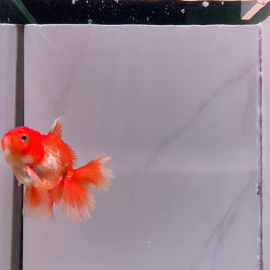 金鱼千褶泰狮冷水观赏鱼