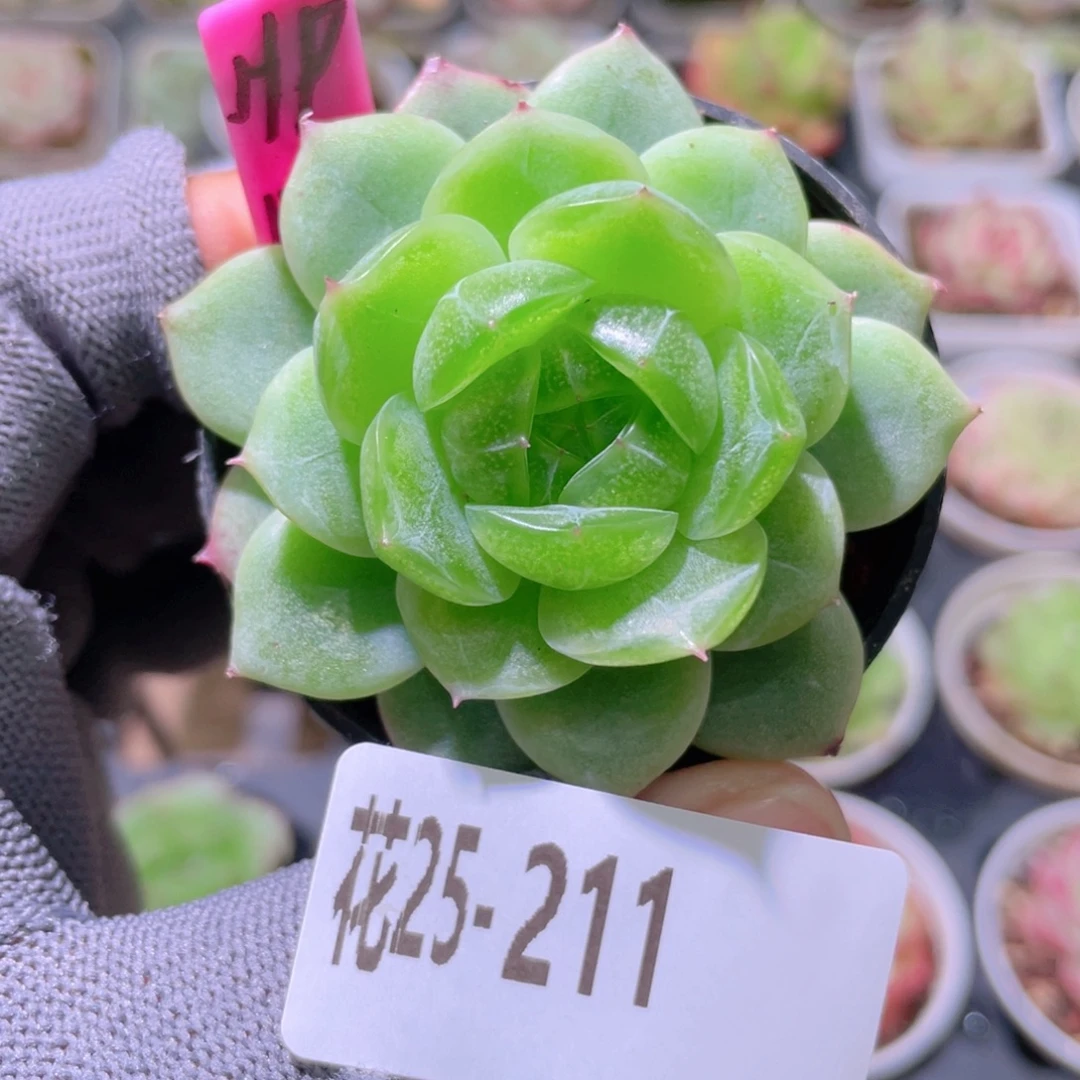 ****i花利美25-211抹茶果冻