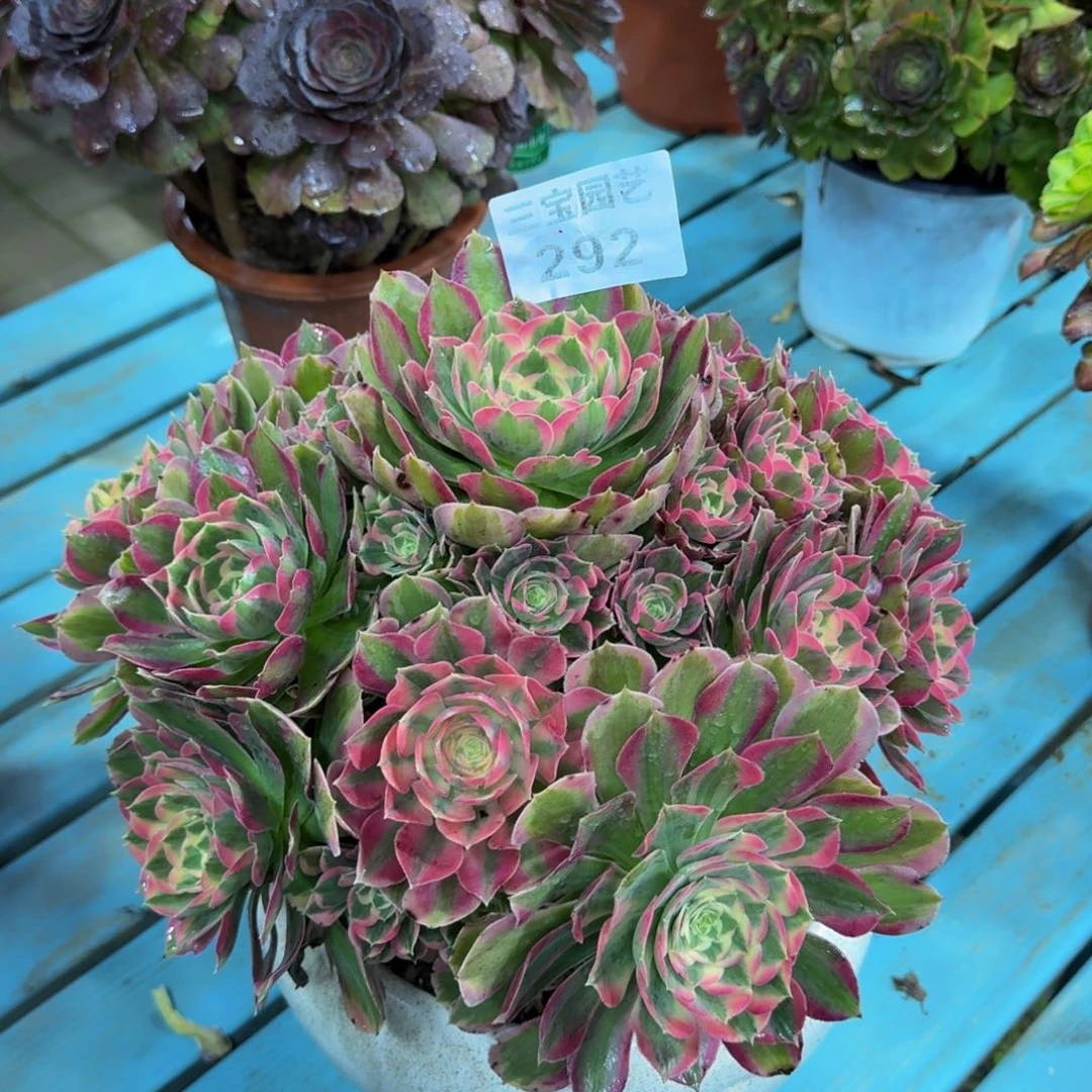 多肉植物292妖月