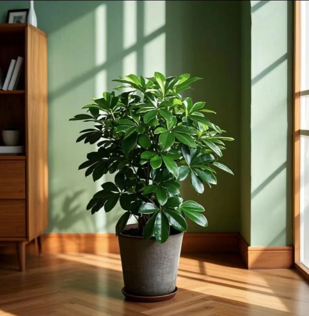 【新疆包邮】鸭脚木+鸟巢蕨盆栽四季常青