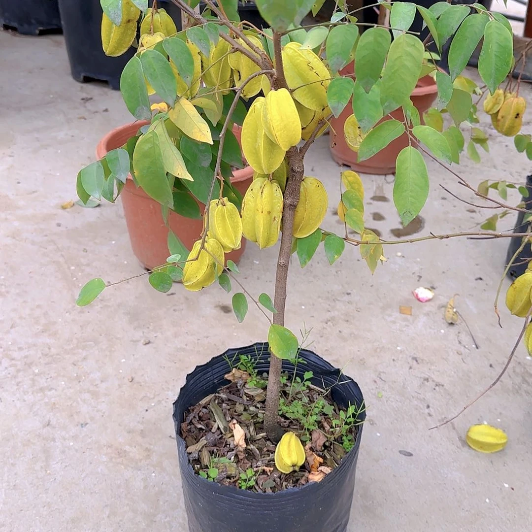 K**兵果树1111111111111