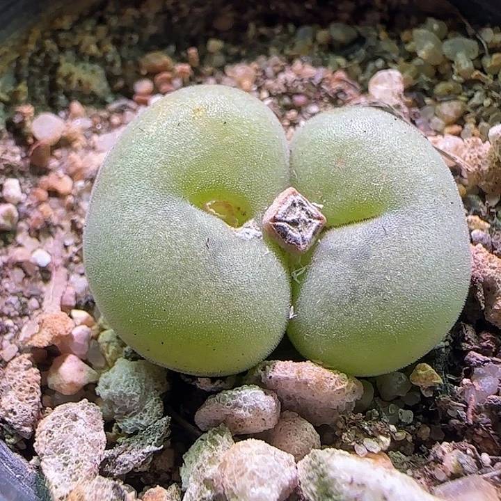 空卡。            56696