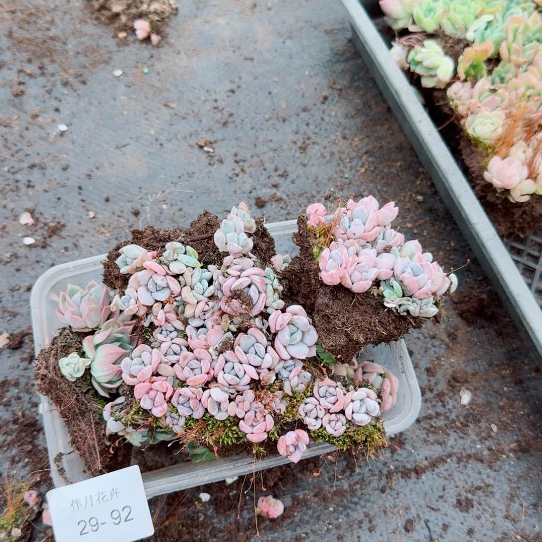 多肉杂交切糕混喝一份量拍29-92