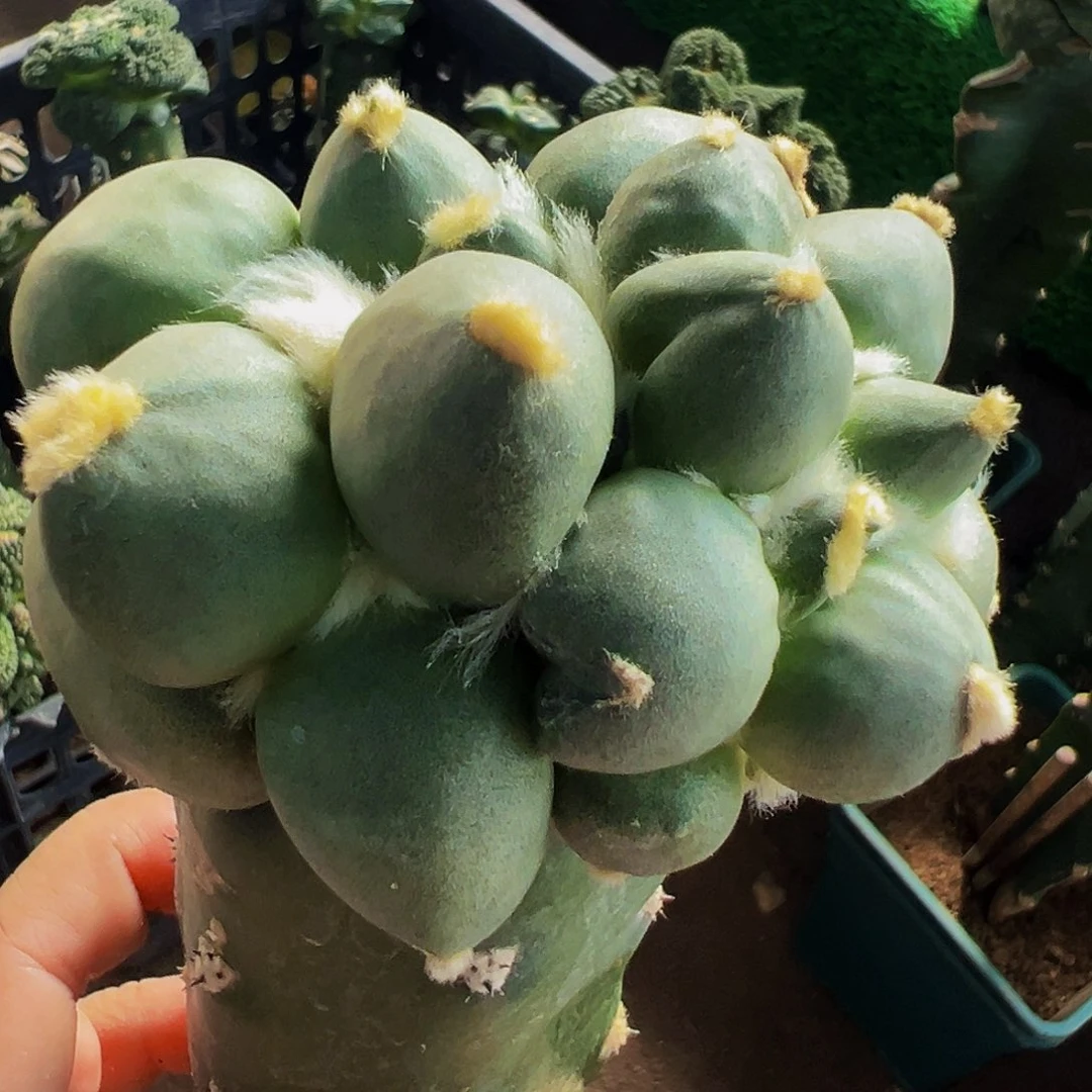 无花朵双心达摩蛋蛋微瑕疵504