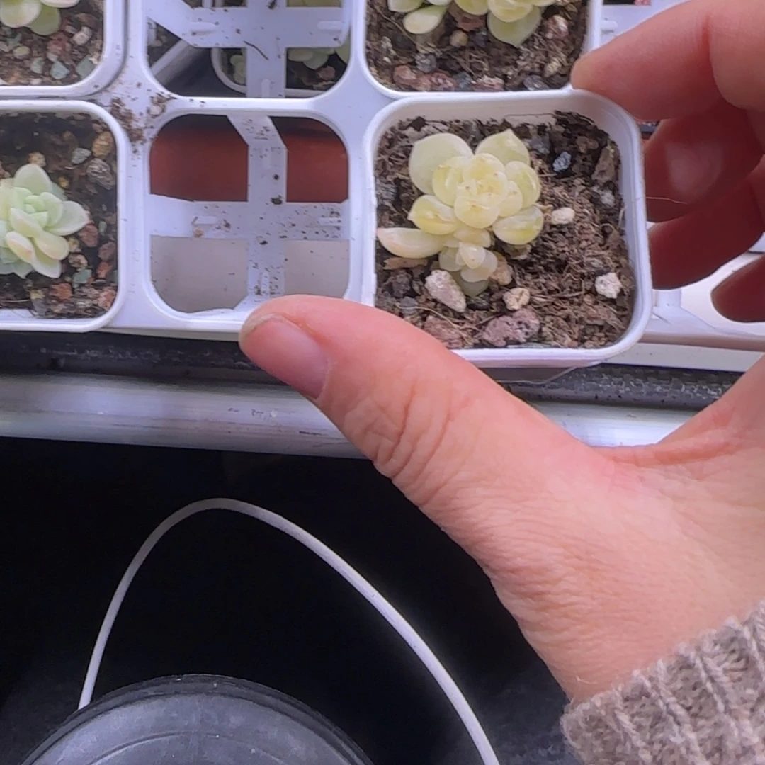 注***桑兄弟 盆白灯下一个满25包邮