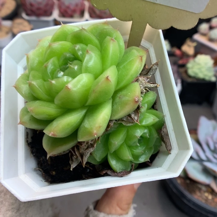 190双头麦杆多肉植物