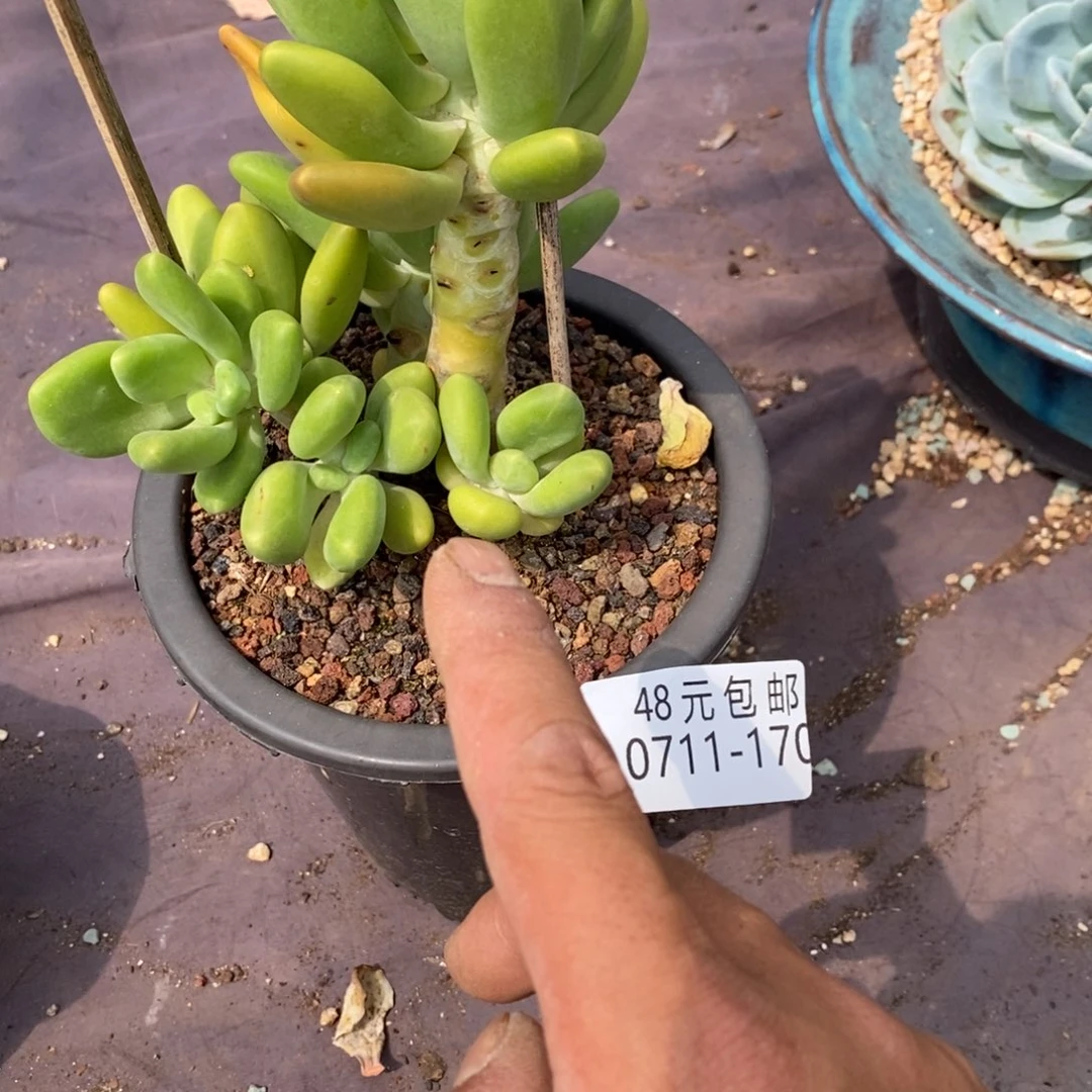 夏悦多肉0711-170芒果奶