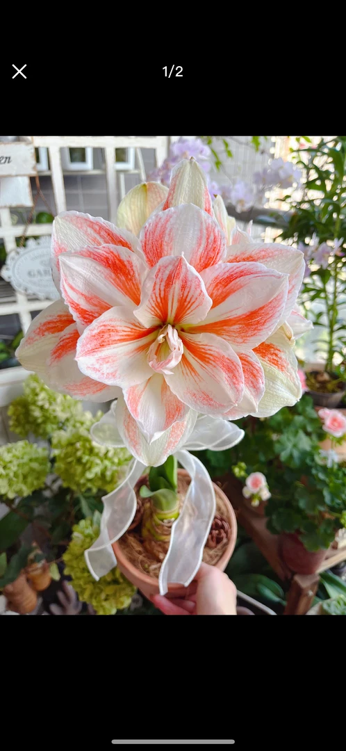 进口重瓣朱顶红大花浓香室内盆栽四季开花植株