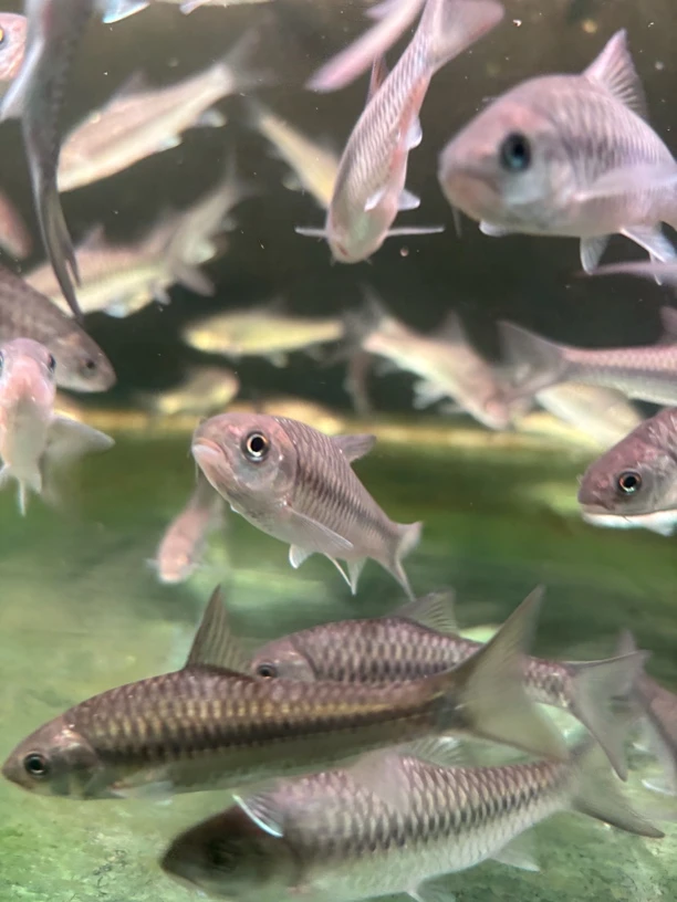 淡水观赏鱼蓝吉罗邮费专拍链接（云南省外，只限小苗）