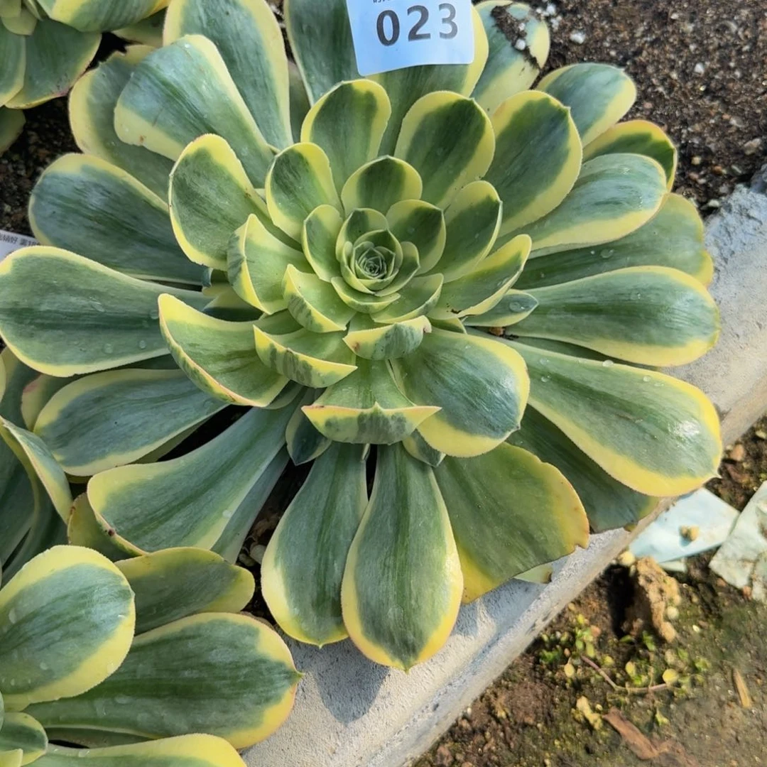 ?**?023香炉盘锦。多肉植物