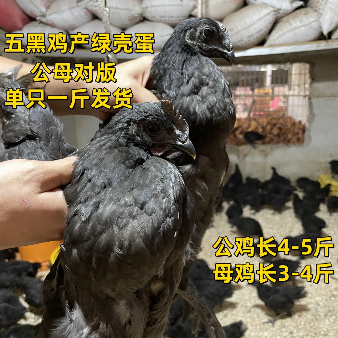 5只装五黑鸡（单只到手8两）绿壳蛋鸡乌骨黑肉土鸡脱温疫苗齐青年鸡