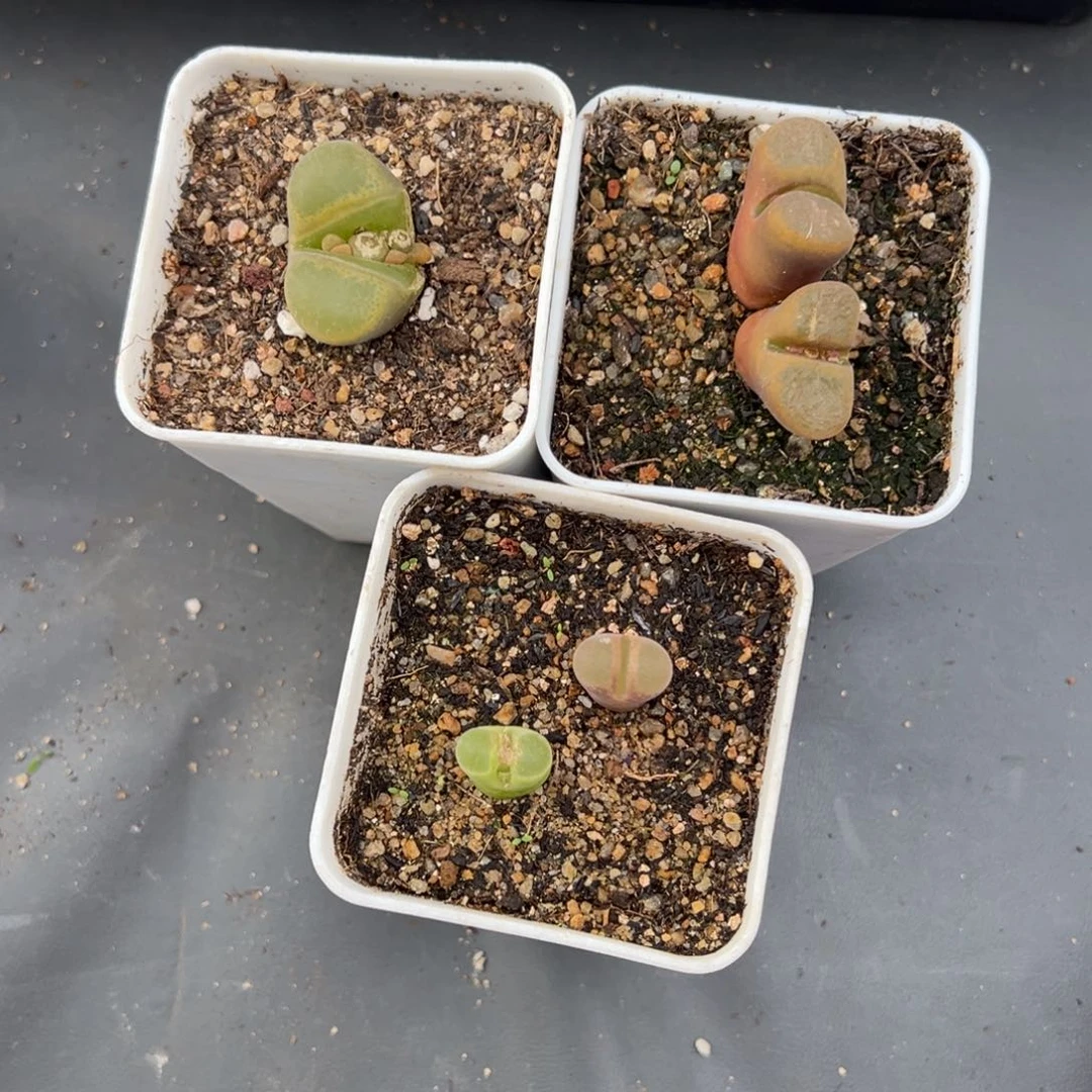 205好看的多肉695