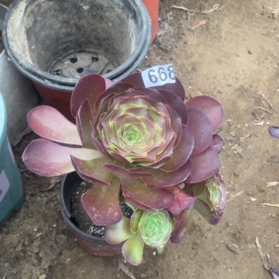 668媚金玫瑰多肉植物