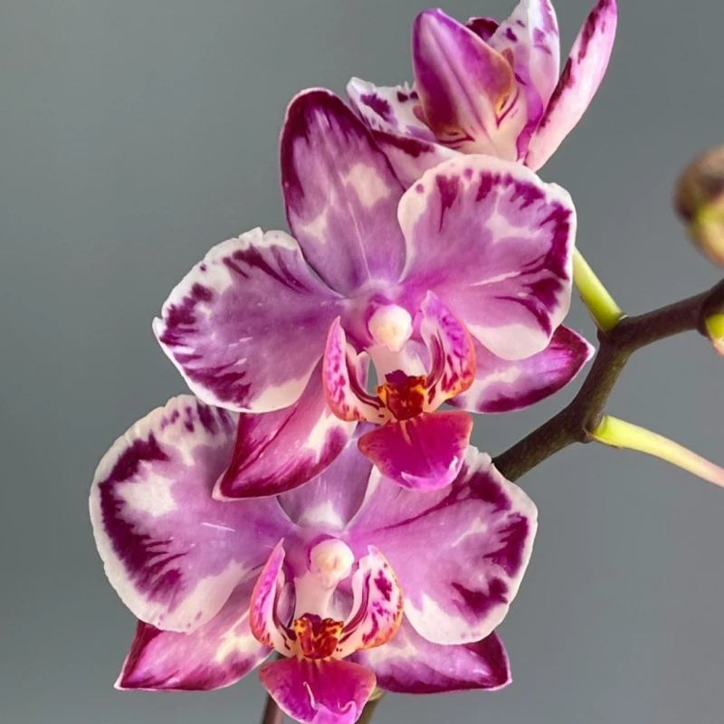 4.5杯幻彩万花筒蝴蝶兰（包对版包反祖）室内绿植花卉盆景盆栽