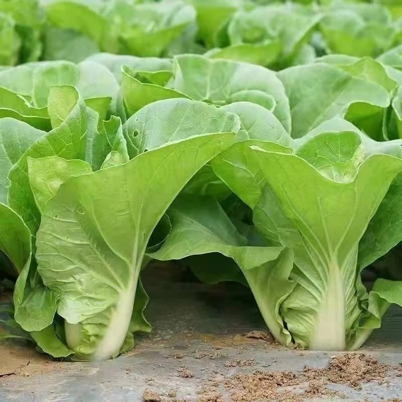 奶油速生快菜种子20天成熟耐热耐高温四季速生小白菜种子蔬菜种子