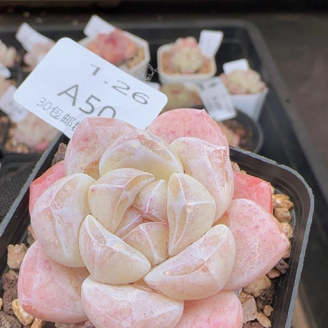 糖心冰玉一颗脱土发货