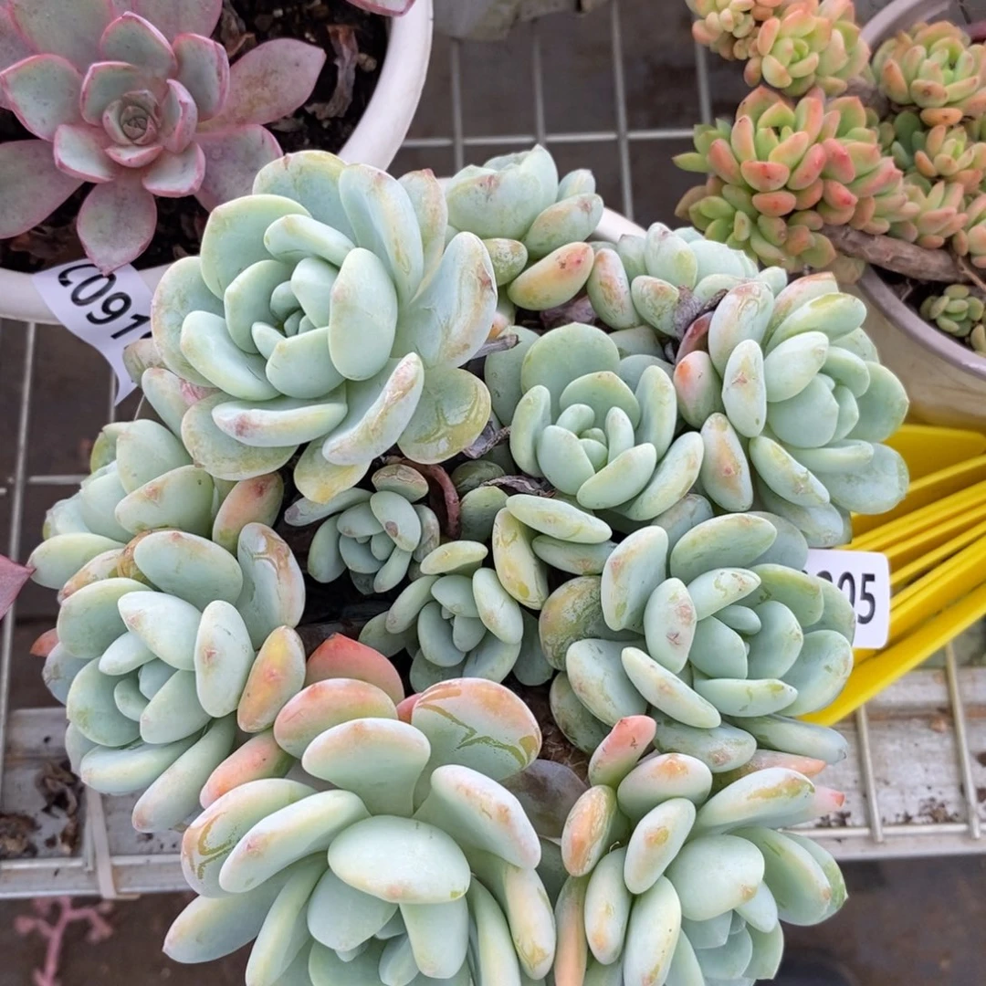 9205不知名一物一拍