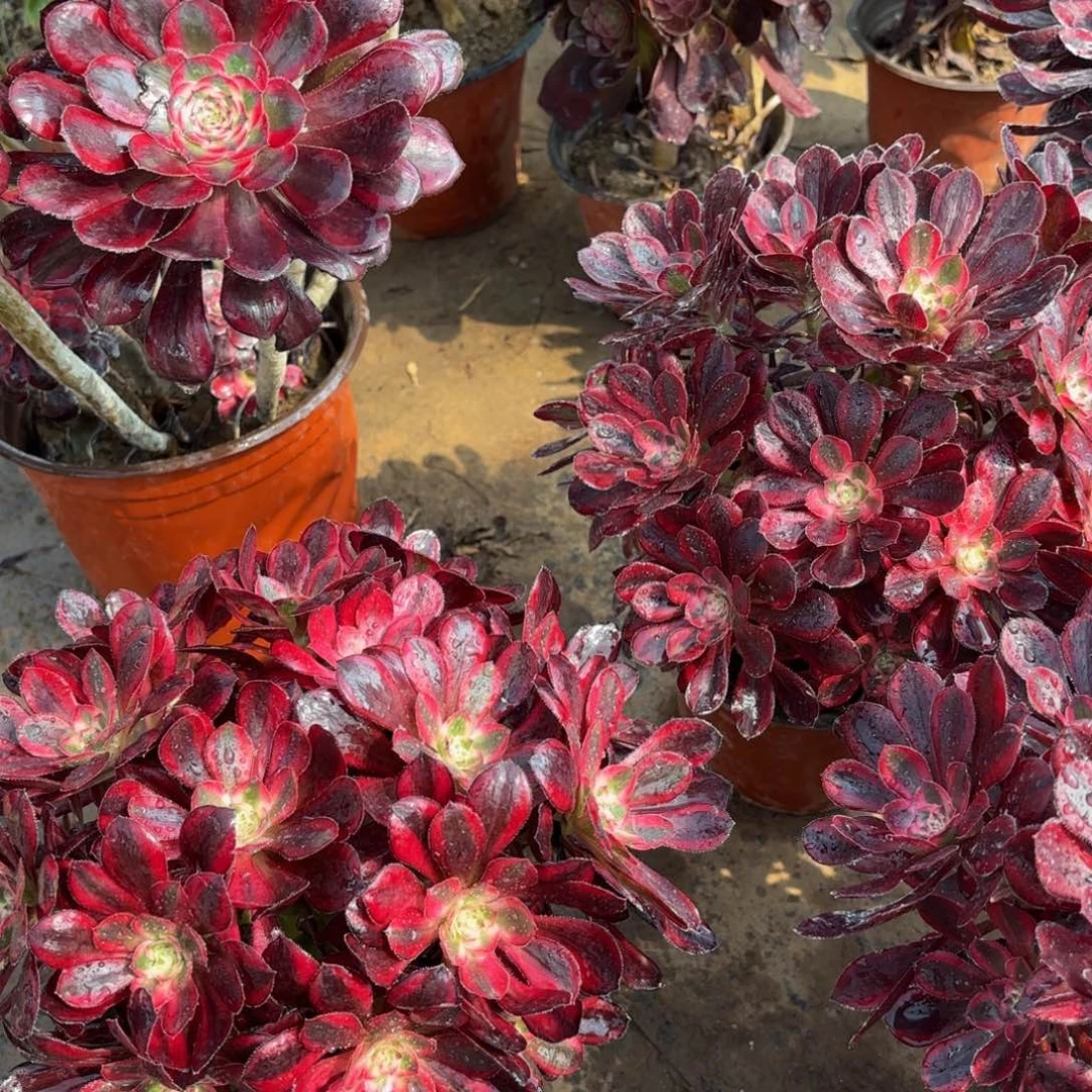 香奈儿掐心9.9多肉植物