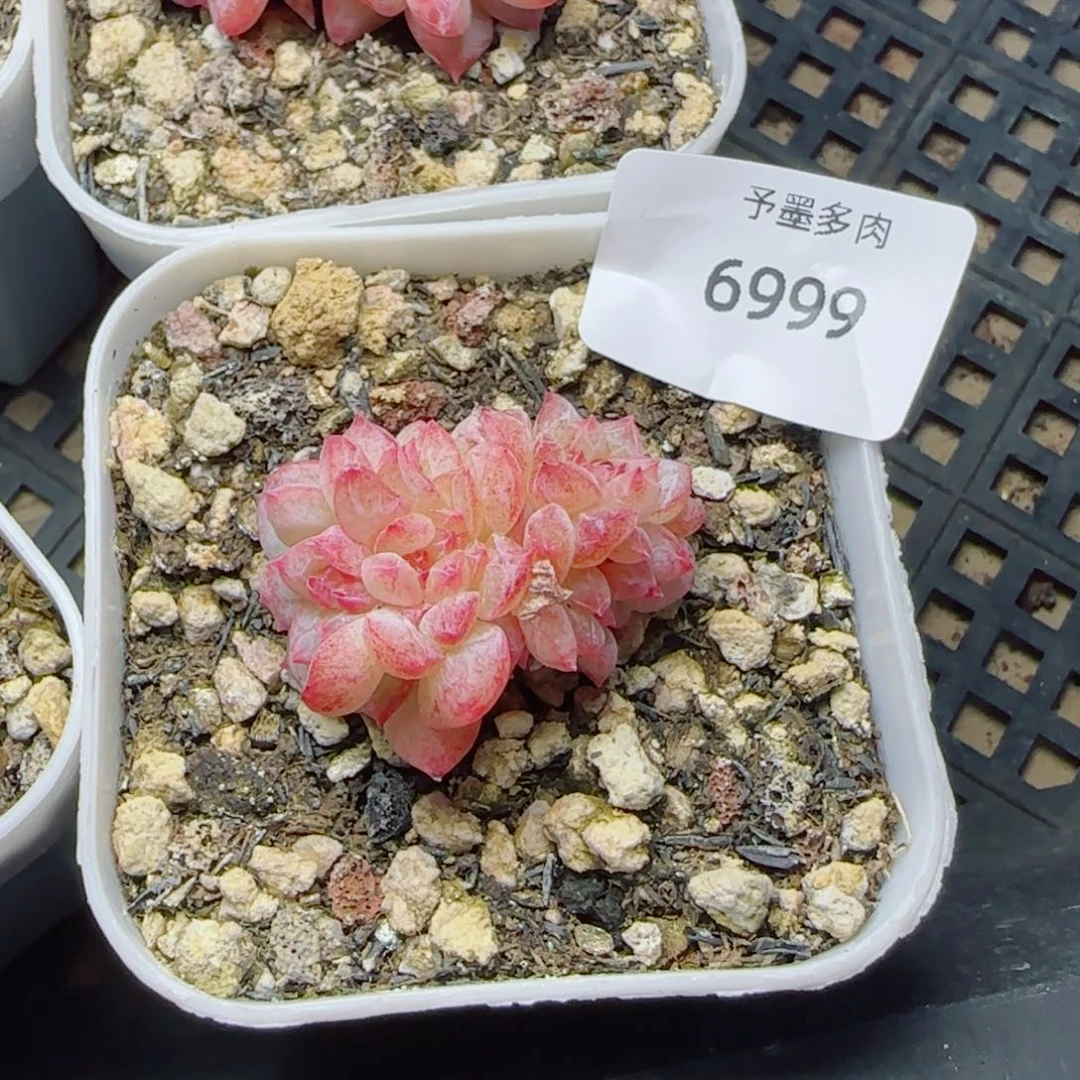 ****寒江雪，6999多肉植物