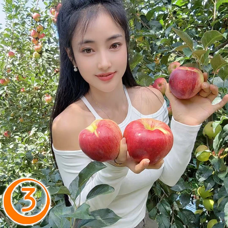 云南昭通丑苹果有冰雹伤口 新鲜现摘冰糖心丑苹果脆甜多汁