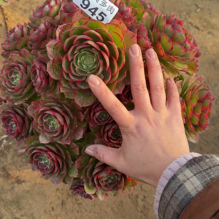 王**师粉花妖福利945肉肉