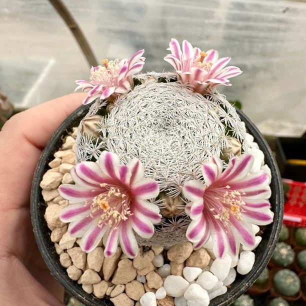 姬玉实生精品仙人球易开花 可爱多毛雪顶乳突球属小盆栽 新手好养