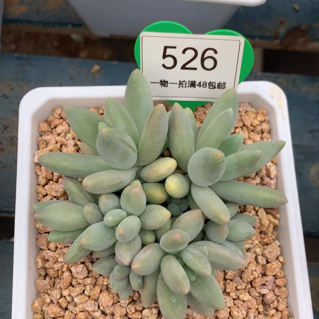 白兰地无砍平头526