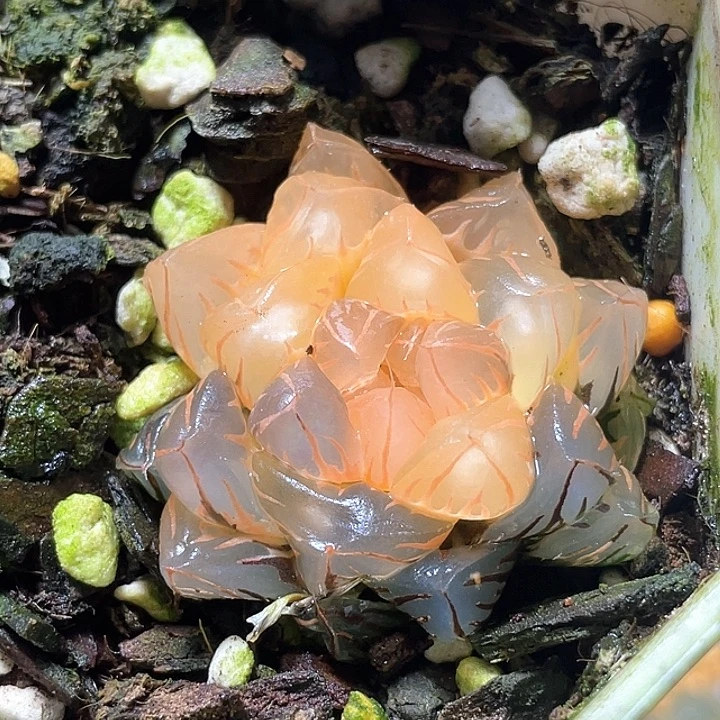 用***6533水中虐锦特选福利