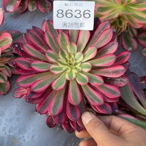 黑桐多肉多肉8636