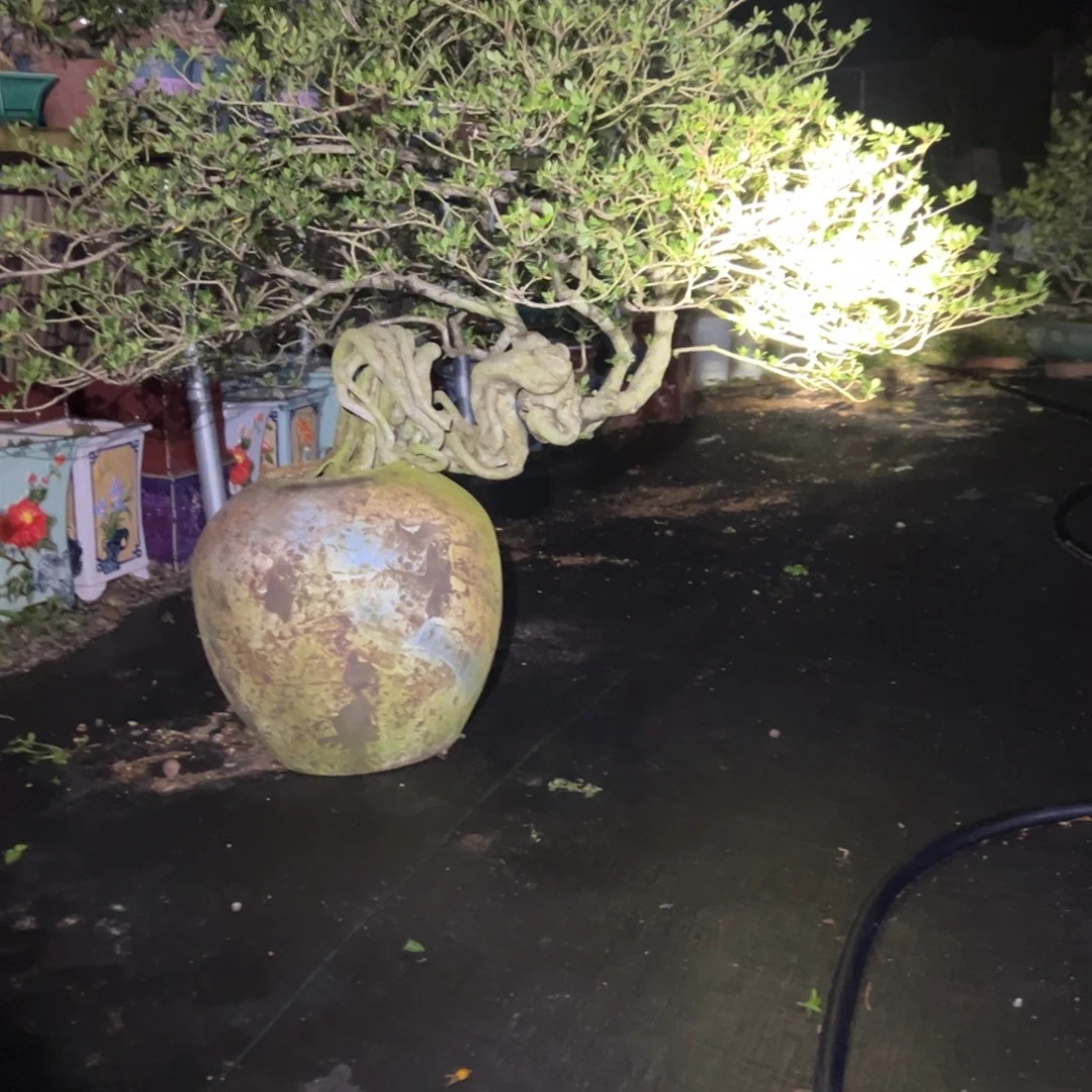 勇***惧无花朵四季榄叶栀子花