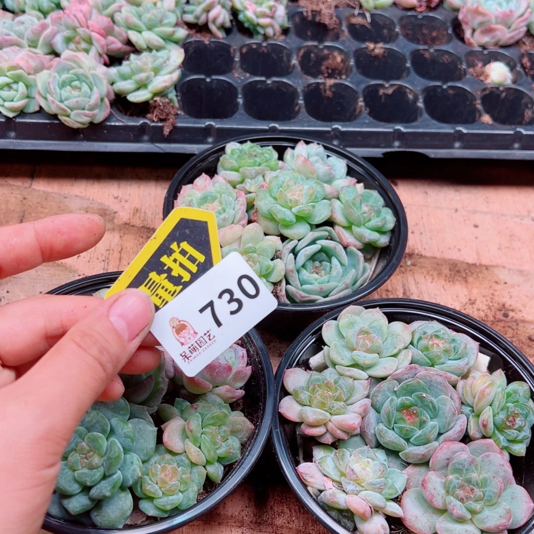 多肉植物多肉植物