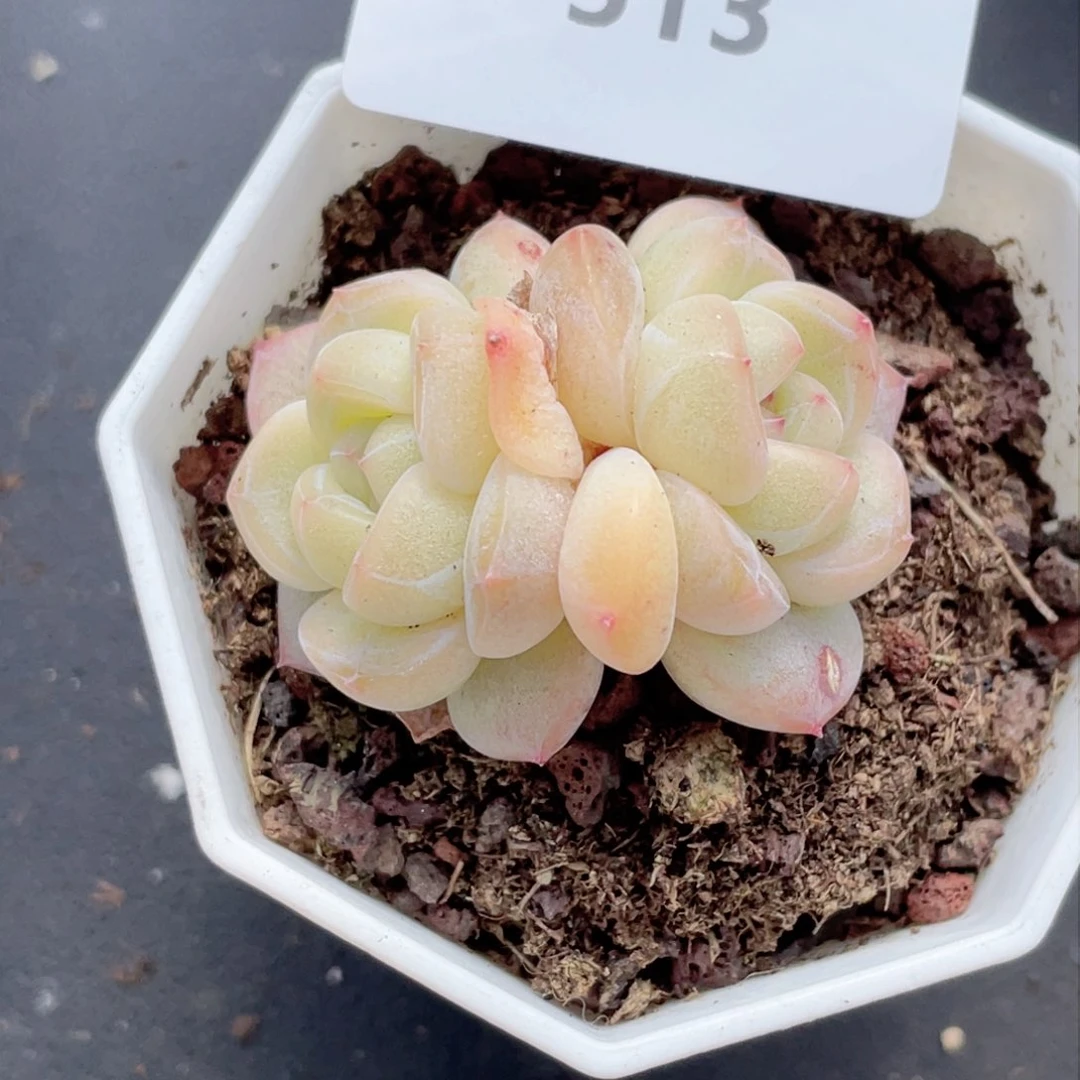 曦*513号糖心冰心珍妮