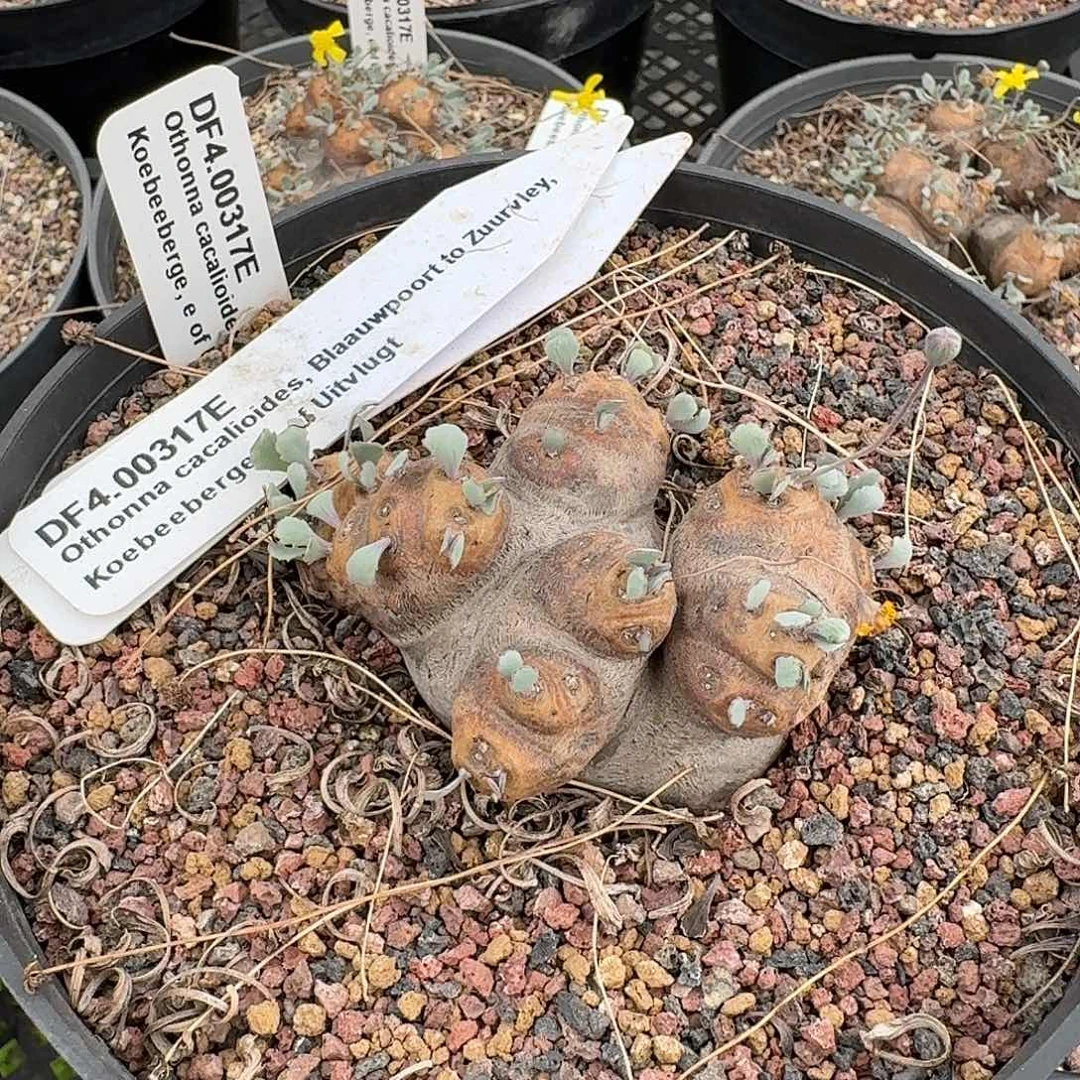 大型格加厚敦菊带盆发