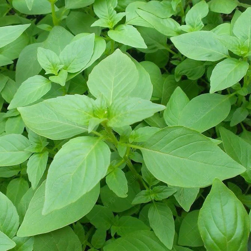 【大叶荆芥种子】四季盆栽带土荆芥菜种籽荆棘种籽夏秋季蔬菜种子