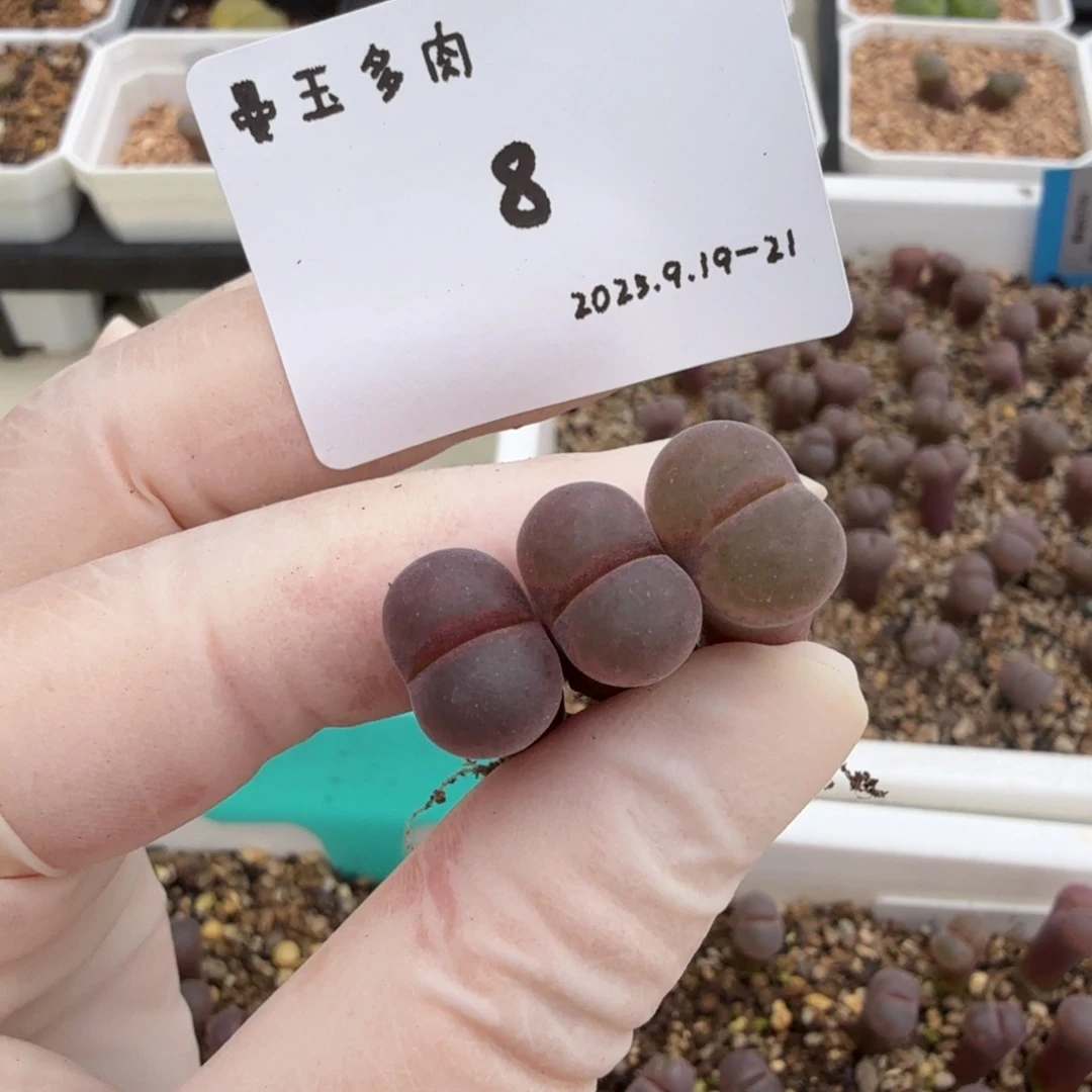 无***言多肉多肉多肉9.19-008 C10