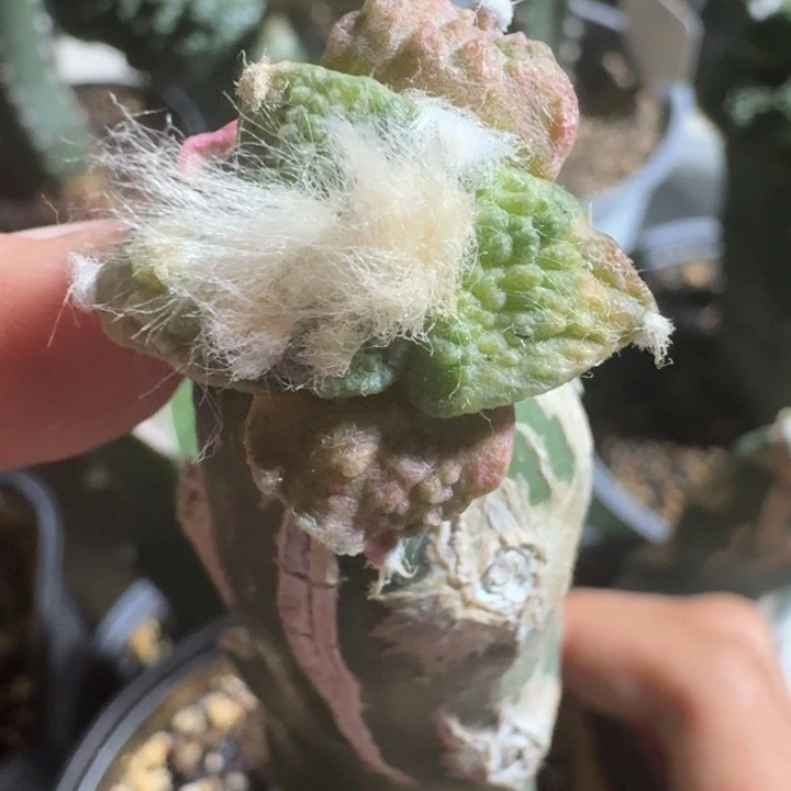 盲盒牡丹锦苗接仙人球