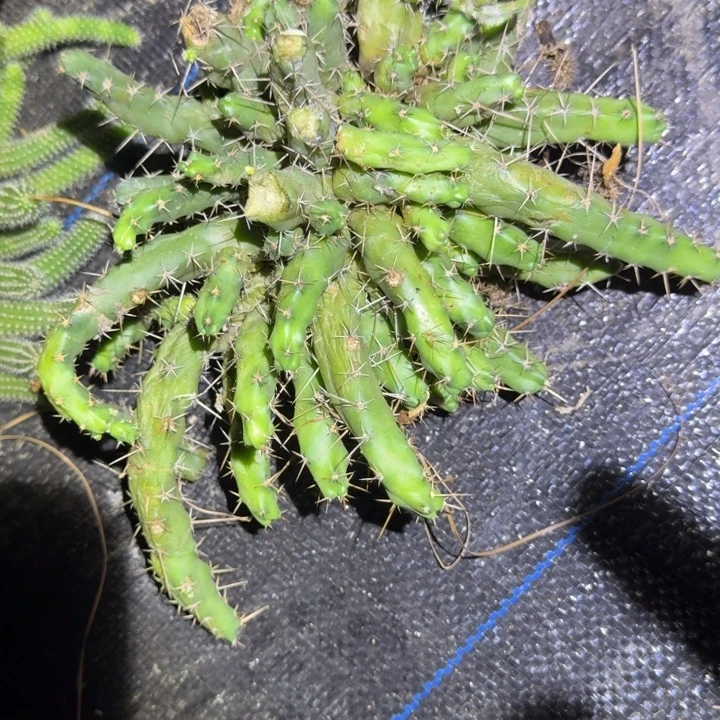 美花角仙人球群生99
