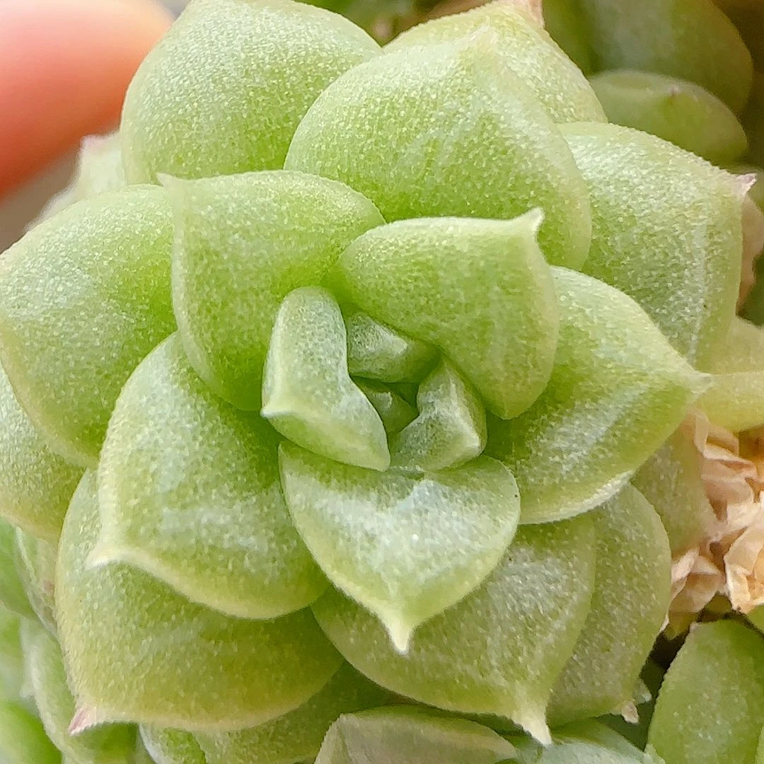 O***i【闪购商品】0617-30（ttp-43-2）