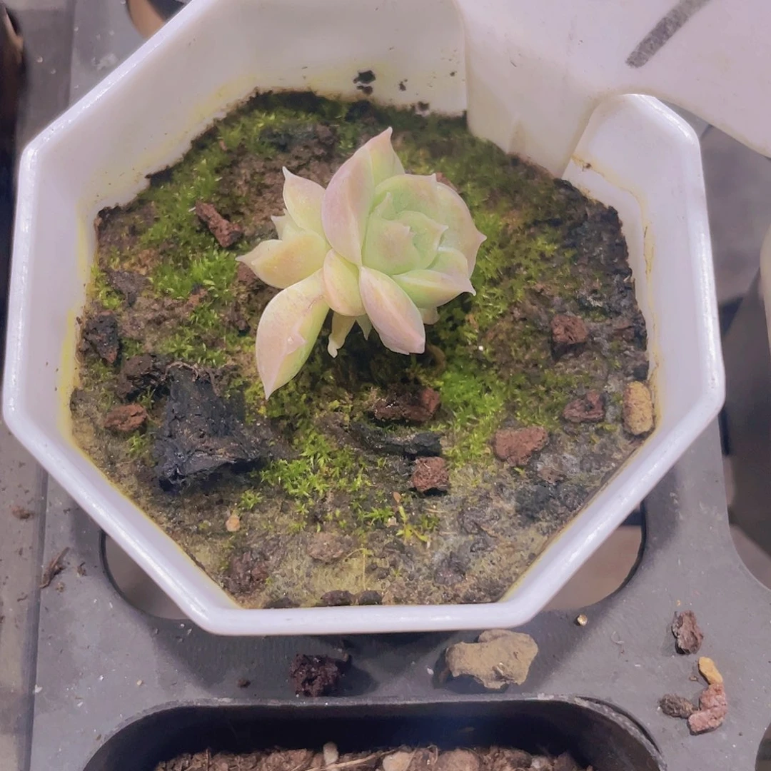 巳**?虾饺e069一物一拍