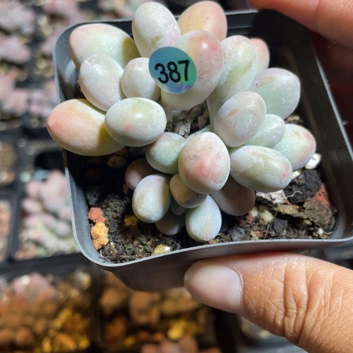 紫恩奶酪多肉植物